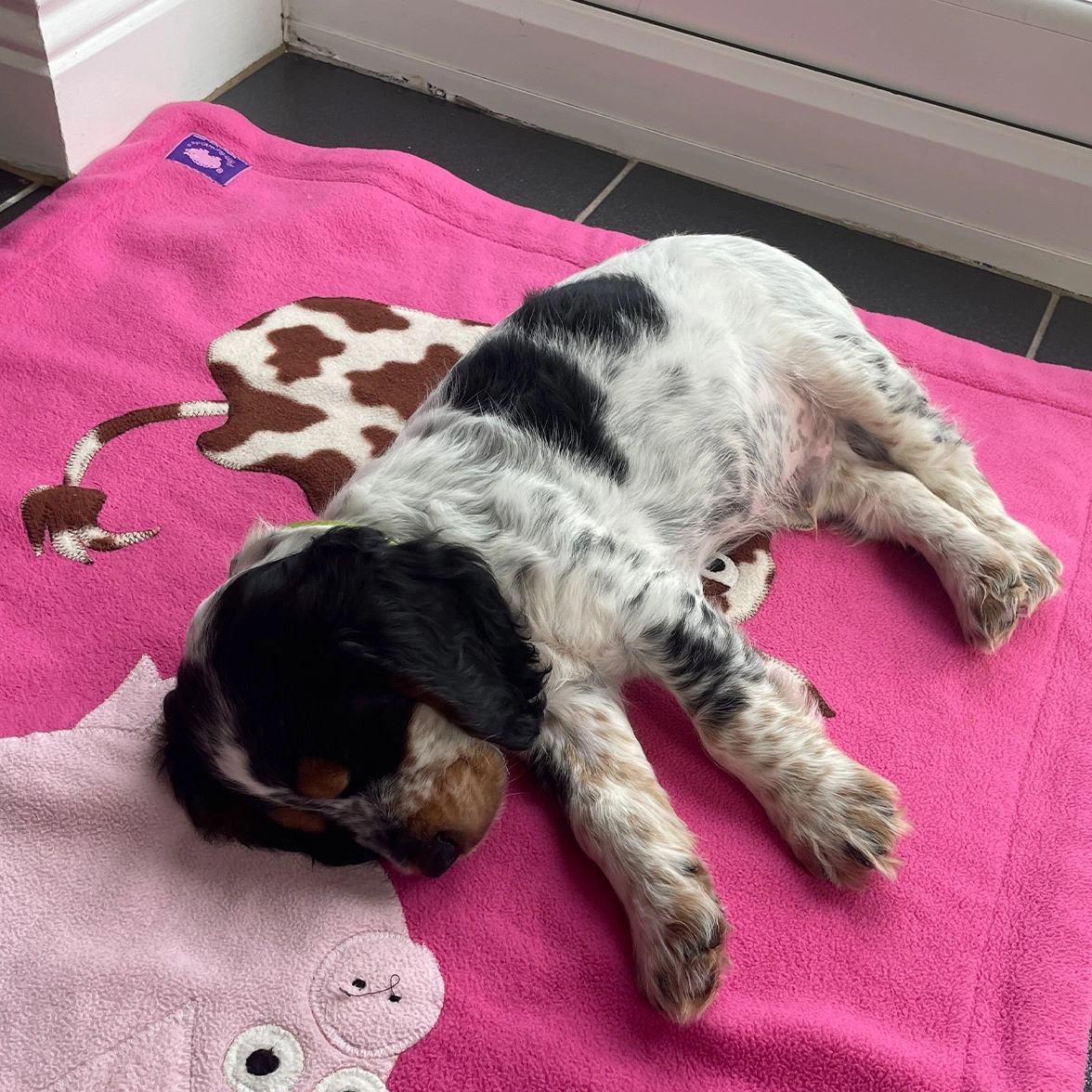 Black, white and tan spaniel puppy sleeping on blanket