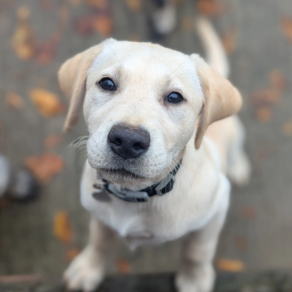 Yellow Labrador with paws up on fence looking up