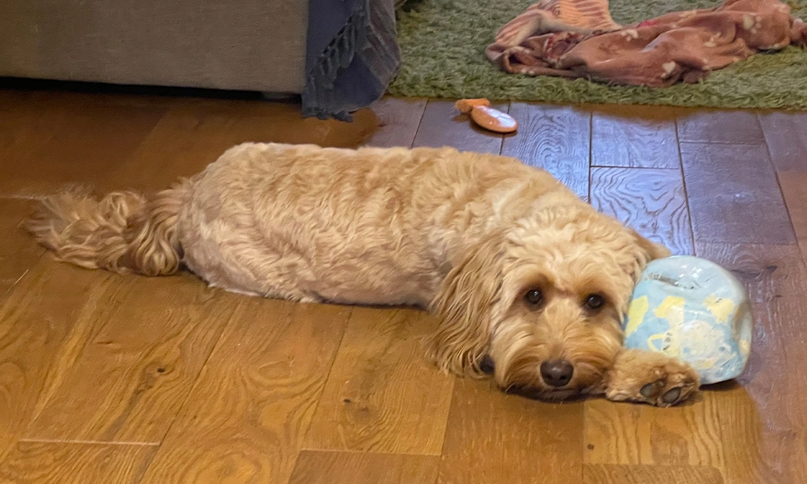 Golden Cockapoo relaxing with toy