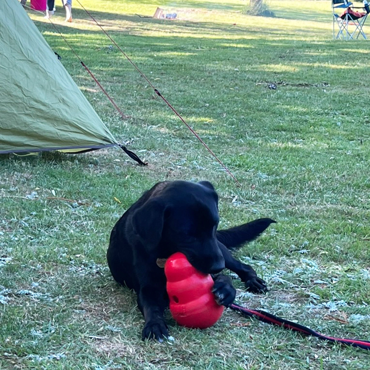 Black Labrador playing with Kong toy next to camping tent