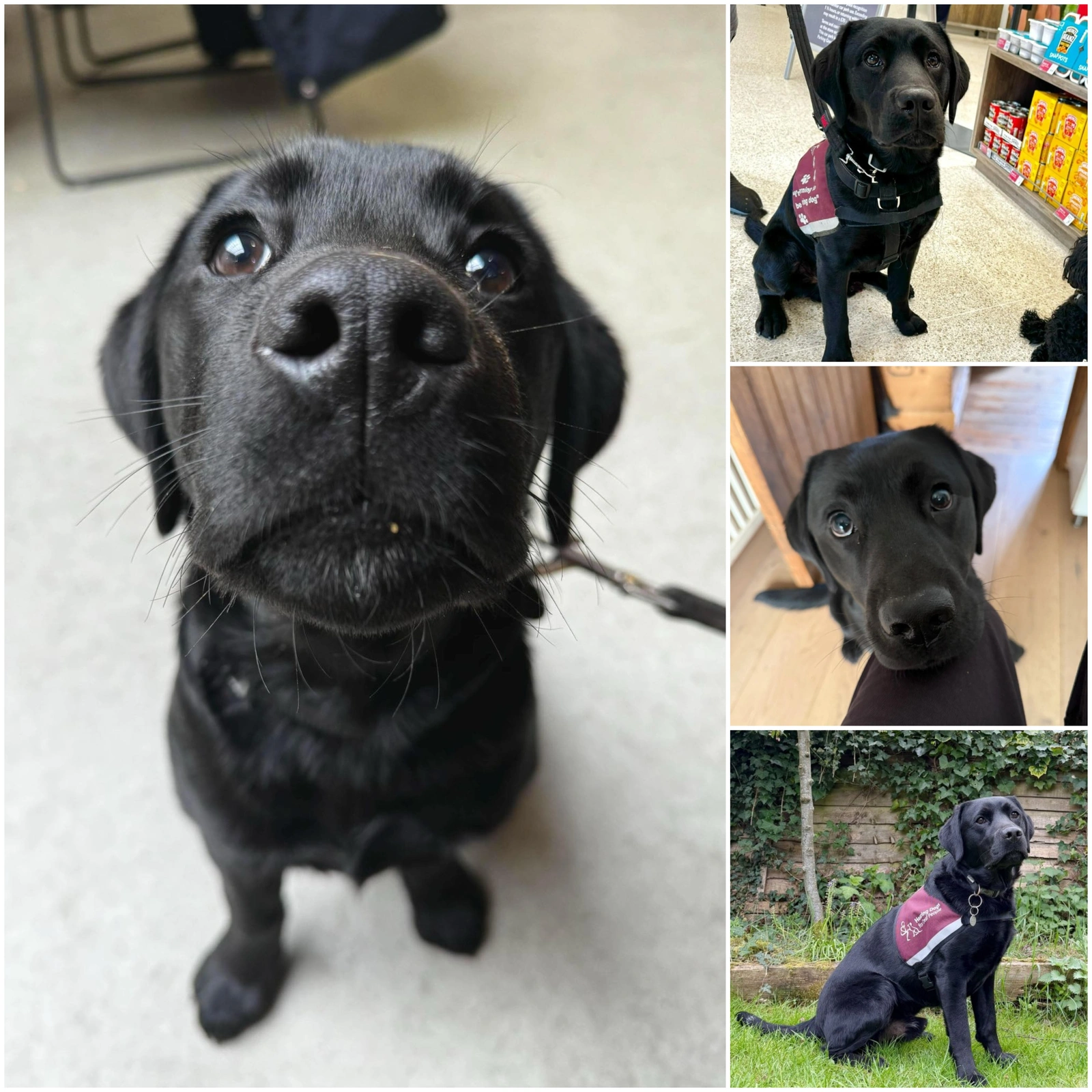 Collage of 4 photos of a black labrador, the largest on the left is a close up face picture.