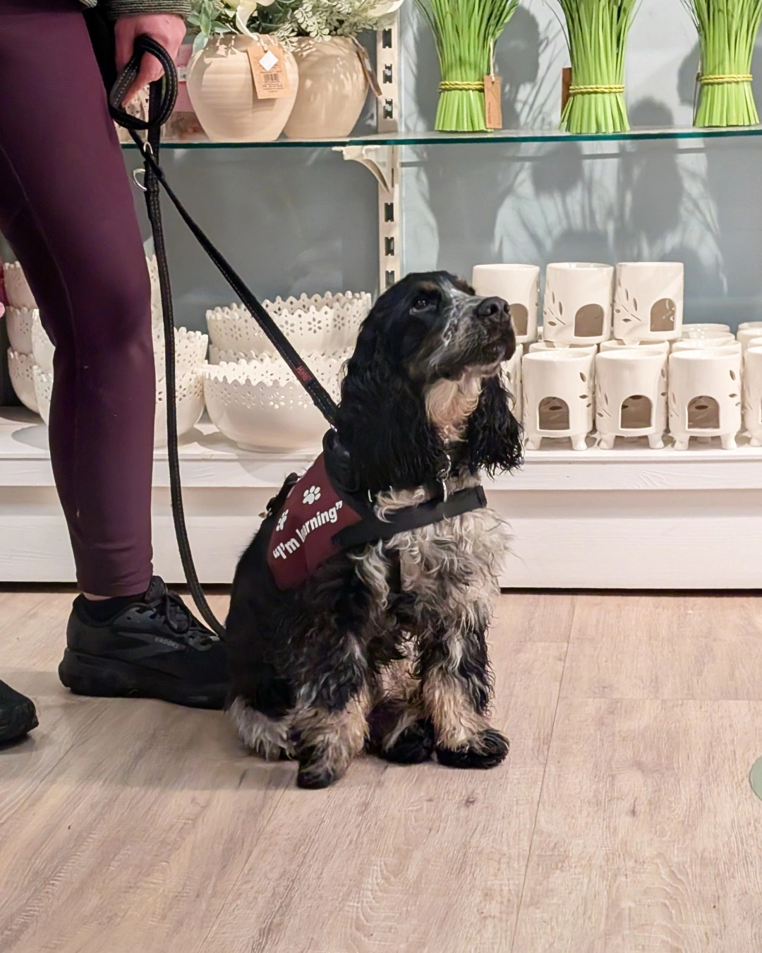 A black and white dog, on a lead wearing hearing dogs jacket, sitting in front of a shop display. The dog is looking intently up.