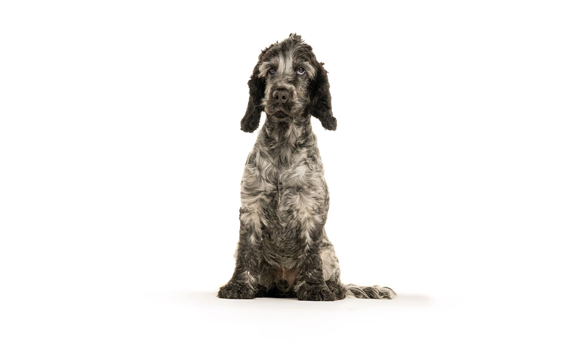 Blue roan spaniel sitting in front of white studio background