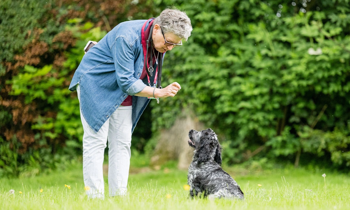 Lady holding a treat above blue roan Cocker Spaniel puppy sitting on grass
