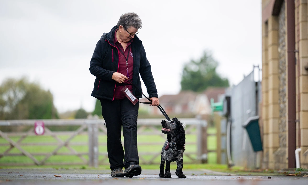 Lady walking blue roan spaniel on lead