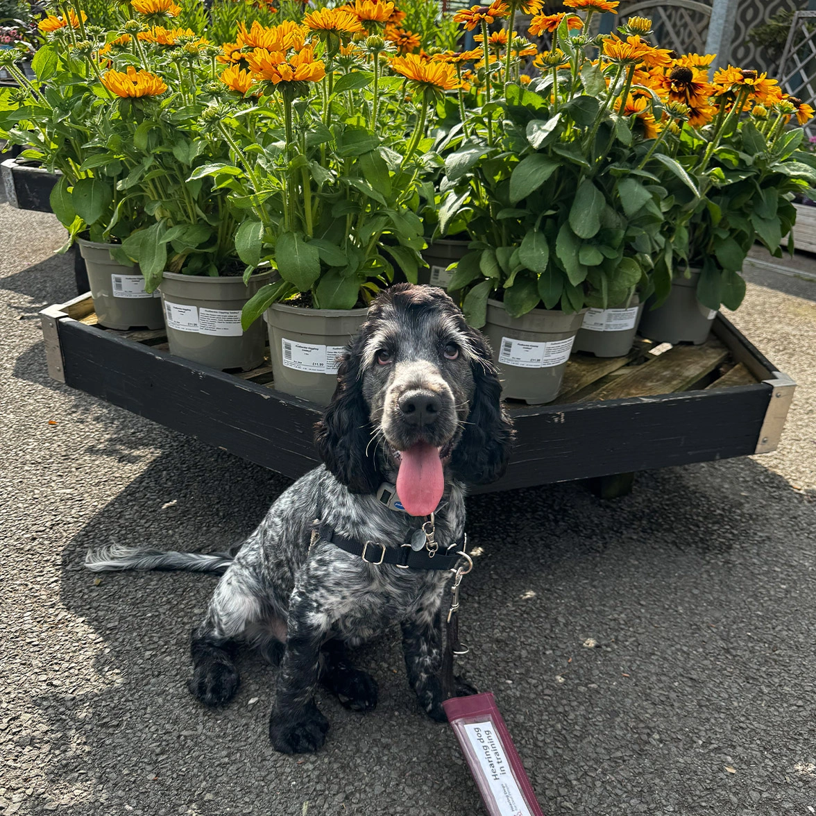 Blue roan spaniel sitting in front of sunflowers