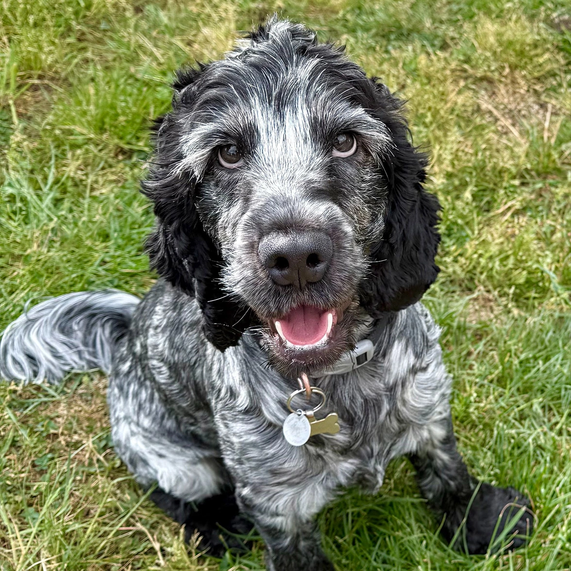 Blue roan spaniel sitting on grass