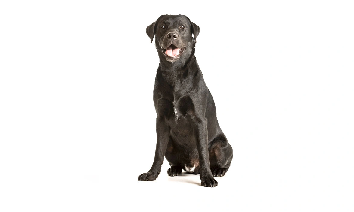 Black Labrador sitting on white studio background
