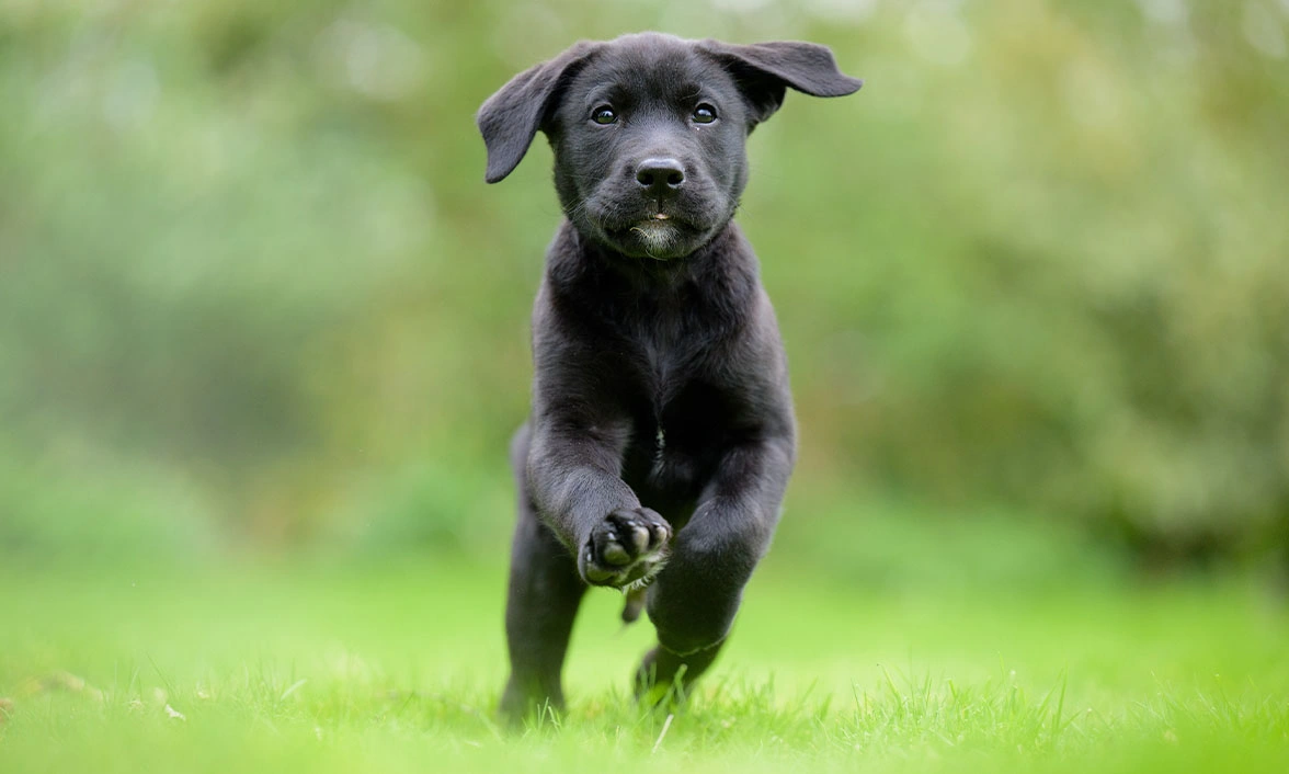 Black Labrador puppy running on grass