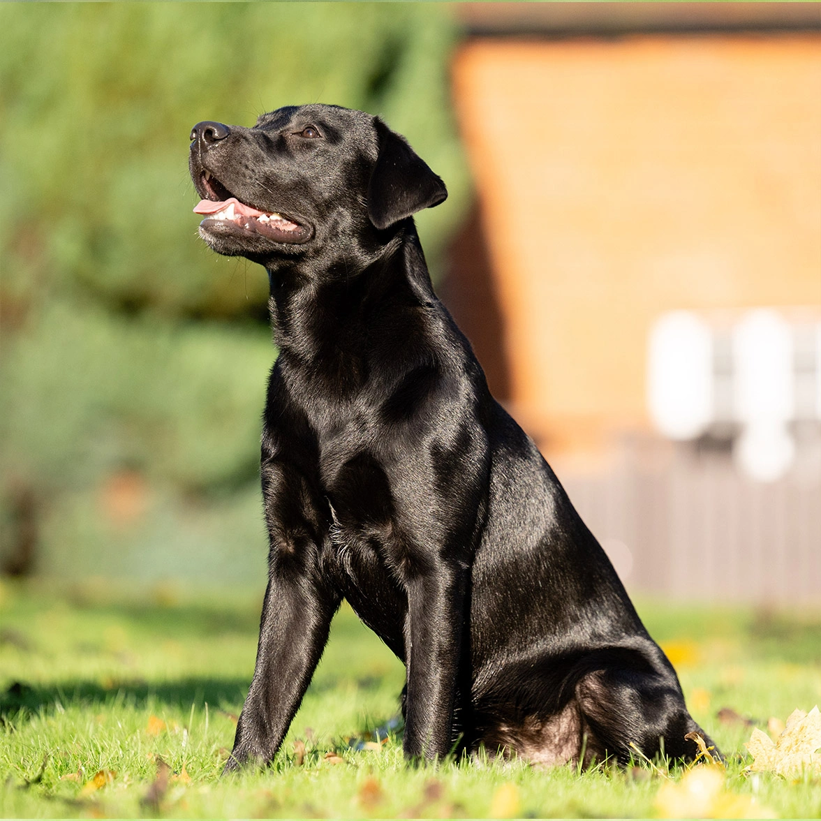 Black Labrador sitting on grass
