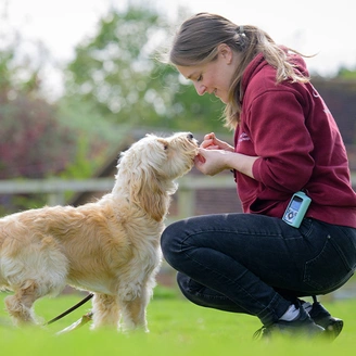 Meg with a golden cockerpoo