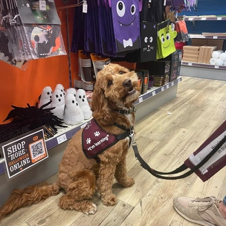 A hearing dogs with curly light brown fur is sitting on a shop floor. The background shelves are stocked with Halloween items